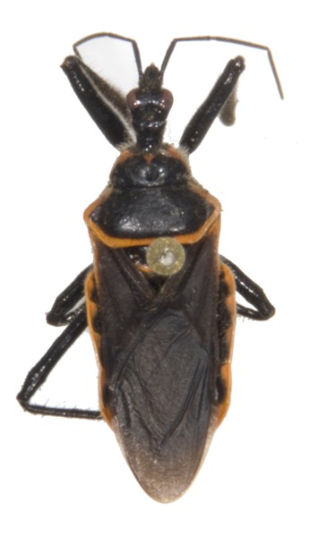 Apiomerus crassipes